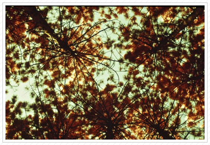 Orange Pines, Oradell Res.